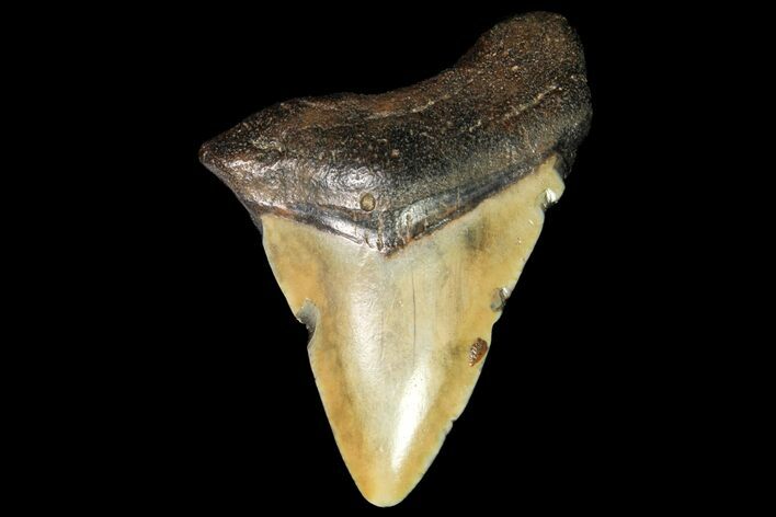 Bargain, Juvenile Megalodon Tooth - Georgia #115628
